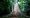 gros-arbres-au-parc-de-cuc-phuong