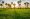 la-campagne-cambodgienne